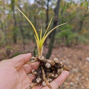 兰花龙根龙蛋苗