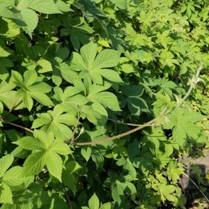 园艺种植葎草拉拉秧割人藤拉拉秧拉拉藤五爪龙葛葎蔓四季绿植