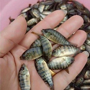 80广州名优鱼苗淘宝红色亲亲鱼足疗鱼鱼疗鱼温泉鱼鱼医生土耳其亲亲