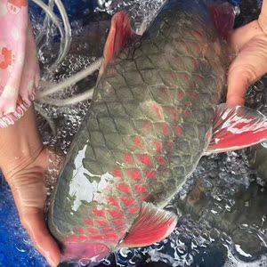 淡水青竹鲤红竹鱼青竹鱼水仙子红观赏鱼倒拔刺鱼竹鱼苗吉罗水族.