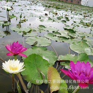 九品香水莲花苗