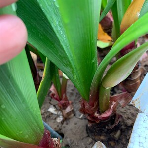 紫根兰花紫根兰j开花种球乔治百合大球室内室外阳台庭院盆栽花卉