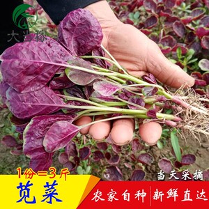 xjhhm19880718淘宝新鲜红苋菜现摘红米苋菜汉菜寒菜旱菜鲜嫩农家