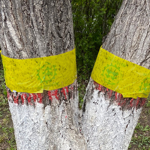 880人付款淘宝金康科技树木防虫胶带黏虫 粘虫 林业专