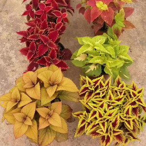 五彩苏金边彩叶草盆栽花r苗净化空气喜阳耐晒庭院阳台花镜调色植