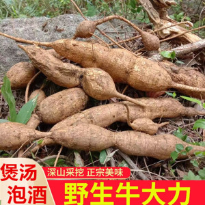 广西牛大力野生新鲜中药材泡酒山莲藕正品猪脚笠薯根金钟根煲汤料