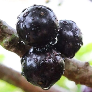 台湾特产嘉宝果新鲜水果2斤树葡萄鲜果籽孕妇现发