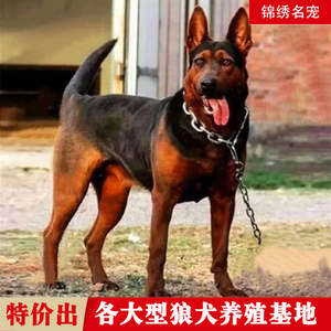 莱州红犬幼犬纯种苏联红犬放羊犬狗狗活物猎犬幼犬中国红狼犬大型