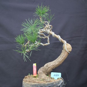 【白皮松造型盆景】白皮松造型盆景品牌,价格 - 阿里巴巴