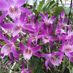 石斛兰盆栽红火鸟办公室阳台客厅绿植花卉盆栽