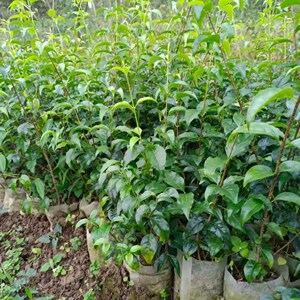 苦丁茶茶树苗