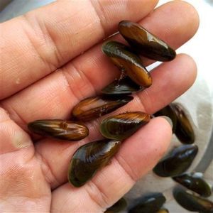 淡水贻贝河蚌活体河贝过滤藻类净化水质野生观赏贝壳活体河蚌伴侣