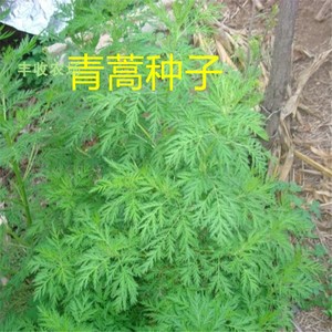 青蒿种子散装 白蒿草青蒿素香蒿草蒿 黄花蒿 茵陈蒿种子林木种籽