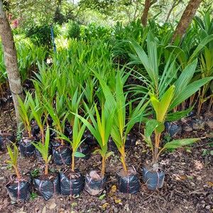 24梁士树淘宝椰树苗带壳椰子苗海南青椰子树 泰国金椰子苗 南北方