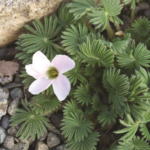 稀有棕榈叶酢浆草孔m雀之舞阳台室内花园多年生好养绿植盆栽吸甲
