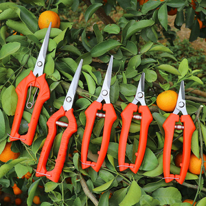 尖嘴摘果剪刀省力采摘水果稀果柑橘葡萄花椒专用工具修剪蔬果剪子