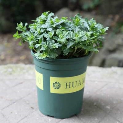 驱蚊草植物庭院防蚊盆栽种植苗植物阳台绿植区p蚊花草室内净化空