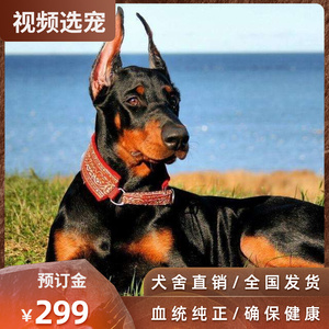 纯种杜宾幼犬活体铁包金棕色迷你杜宾犬小型狗小鹿犬不掉毛宠物狗