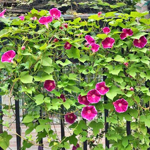 牵牛花攀爬墙藤蔓栅栏护栏绿植四季种室内盆栽植物易活花种子包邮