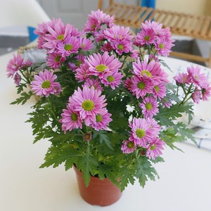 菊花盆栽荷兰菊阳台小雏菊四季开容易养花卉植物室内多年生耐高温