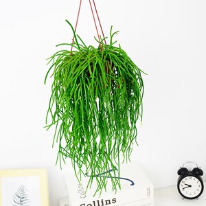 丝苇玉珊瑚室内长藤垂吊植物长茎仙人掌吊兰耐阴绿植欧美北欧风