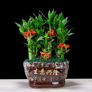 富贵竹粗的室内盆栽办公室步步高客厅节节高招财绿植物盆景荷花竹