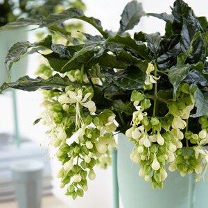 荷兰进口垂茉莉花卉盆栽垂丝茉莉花苗四季开花室内好养易活植物