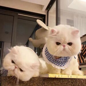 000人付款淘宝宠物猫咪活物体加菲大脸猫猫舍纯种可爱小型免费领养