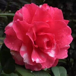 230人付款淘宝云南茶花云茶情人节茶花桃红恨天高茶花原土原盆发货