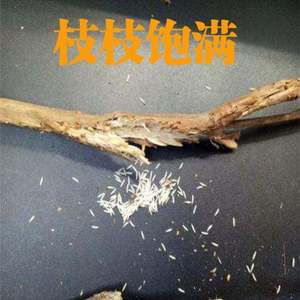 蝉卵知了猴种卵养殖幼虫金蝉卵枝枝条金蝉知了猴种子金蝉种v卵养