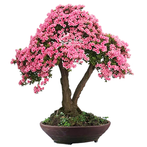 腊皮粉妆楼丹东杜鹃花p 粉腊皮好养易活耐寒耐热杜鹃 庭院盆景盆