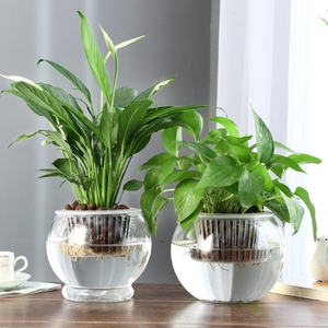 一帆风顺水培花盆玻璃植物创意透明绿萝水养器皿白掌可养鱼铜钱草