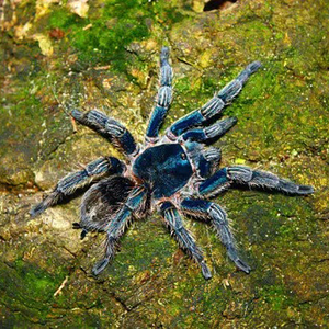 秘鲁金属红尾thrixopelma cyaneolum 蓝色蜘蛛捕鸟蛛