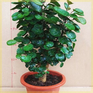 园艺树桩植物福禄桐金o钱兜客厅室内阳台净化空气大型金钱桐树树