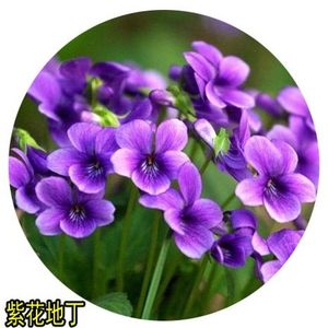 紫花地丁多年生低矮花室外庭院种植四季种易活花草公园喜阴花种子