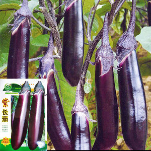 蔬菜种子紫红长茄种子春季四季田园阳台盆栽茄子籽 四季种植瓜果