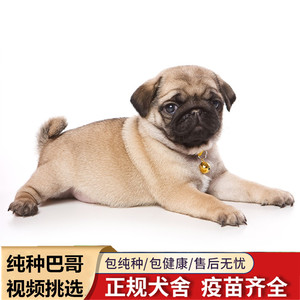 纯种巴哥犬幼犬憨厚哈巴狗八哥犬短毛犬可爱小型犬家养宠物狗活体
