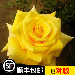 室外阳台盆栽 澳洲黄金大花月季花苗 欧月季花 灌木月季 多季开花