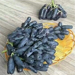 蓝宝石果树树苗 蓝钻石莆萄苗无籽果树苖葡萄当年庭院爬藤结果