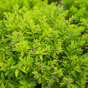 金叶满天星花苗盆栽阳台庭院观赏耐热耐寒常绿红花灌木四季花卉