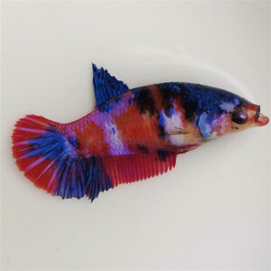 泰国斗鱼将军母鱼koi将军母可繁殖观背l锦鲤色混养热带鱼观赏鱼