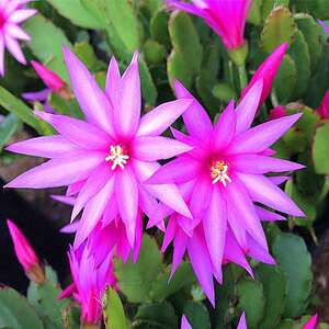 新品仙指兰假昙带苞m花盆栽室内花卉仙人掌面办公室桌h吸甲醛蟹爪