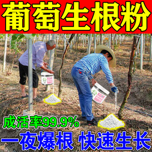 果树专用生根粉葡萄生根剂快速猛生根原液植物通用生根药水复活液