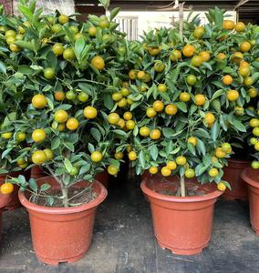 金桔树盆栽带果可食用脆皮四季桔客厅招财小橘子绿植物大型年宵花