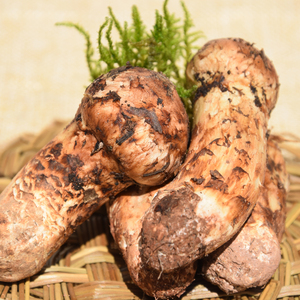 小金松茸新鲜-淘宝拼多多热销小金松茸新鲜货源拿货 - 阿里巴巴货源