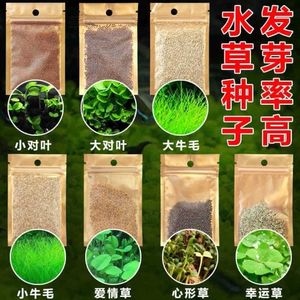 【四叶草种】四叶草种品牌,价格 - 阿里巴巴