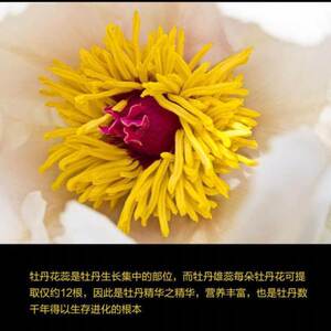 x官方授权山东菏泽特产小花匠雄蕊酒(露酒)牡丹花蕊酒125ml小酒