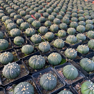 k星人肉生根无刺多肉植物小南瓜c可爱肉实室内盆栽易养花卉仙兜球