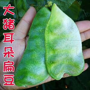 猪耳朵扁豆种子大全传统蔬菜种籽农家绿眉豆种孑四季春秋春天秋冬