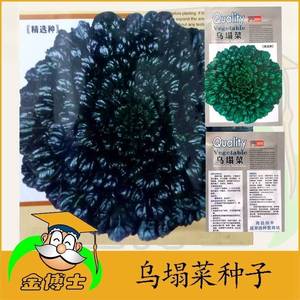 【乌塌菜种子黑菜种子】乌塌菜籽黑菜籽蔬菜种子蔬菜籽春秋满包邮